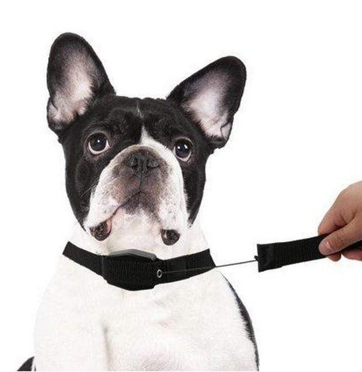 2 in 1 Retractable Leash & Collar
